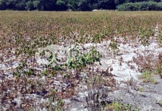 El campo agrícola se beneficia con las lluvias pero lamenta todo lo perdido 7