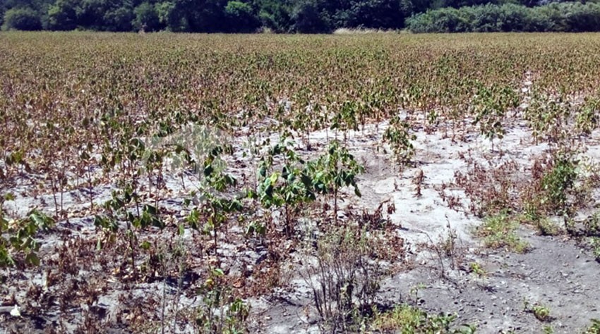 El campo agrícola se beneficia con las lluvias pero lamenta todo lo perdido 6