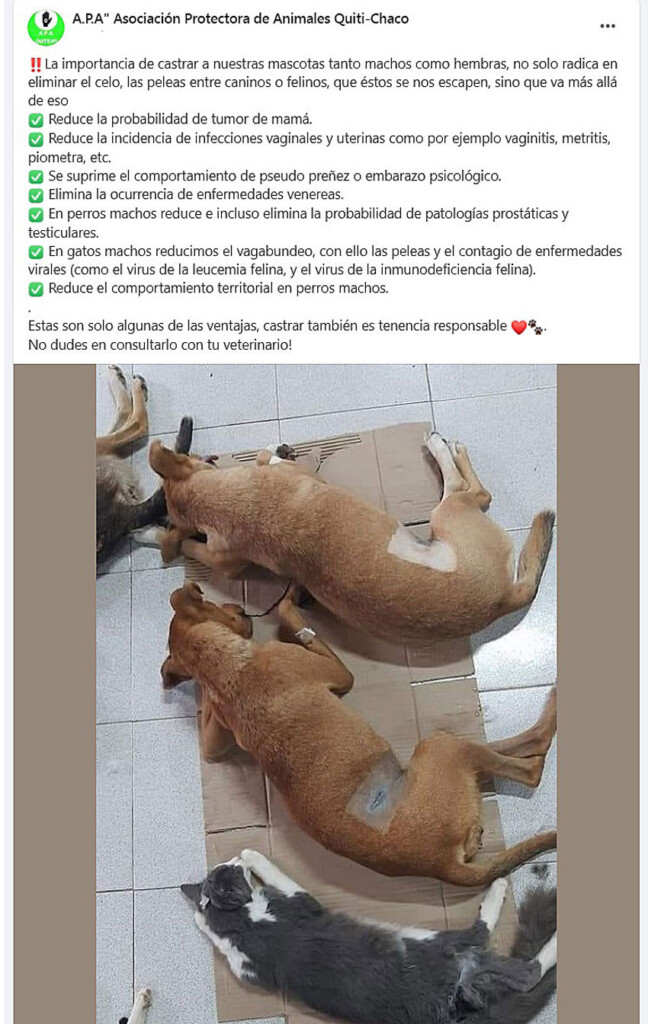 El compromiso de APA, luchar contra la superpoblación de perros callejeros y el cuidado de las mascotas, sigue intacto 13