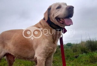 Tupac el K9 de Bomberos Voluntarios de argentina descansa en paz 5