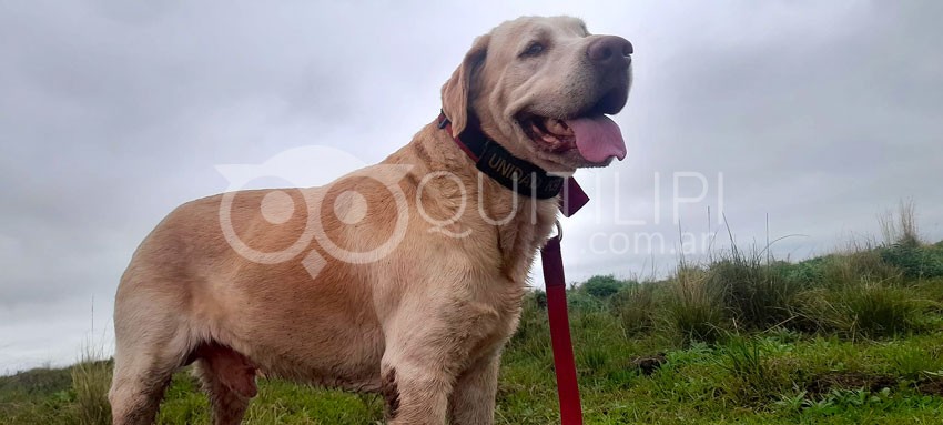 Tupac el K9 de Bomberos Voluntarios de argentina descansa en paz 13