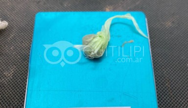 Adolescentes de corta edad fueron demorados con marihuana y dinero en efectivo - Quitilipi.com.ar Adolescentes de corta edad fueron demorados con marihuana y dinero en efectivo 1